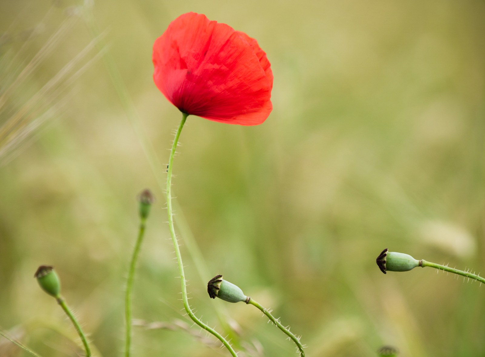 red flower