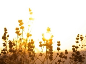 silohuette flowers in golden light